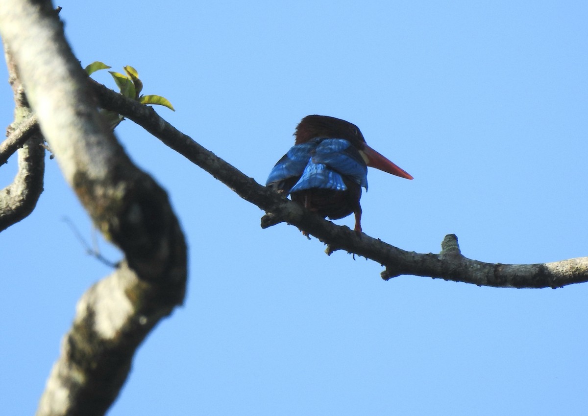 White-throated Kingfisher - ML629113796