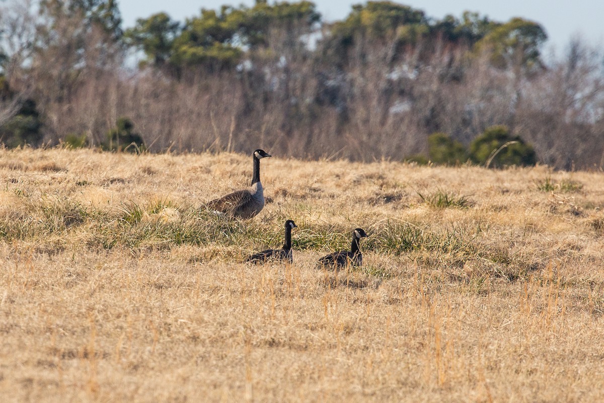 Cackling Goose - ML629113797