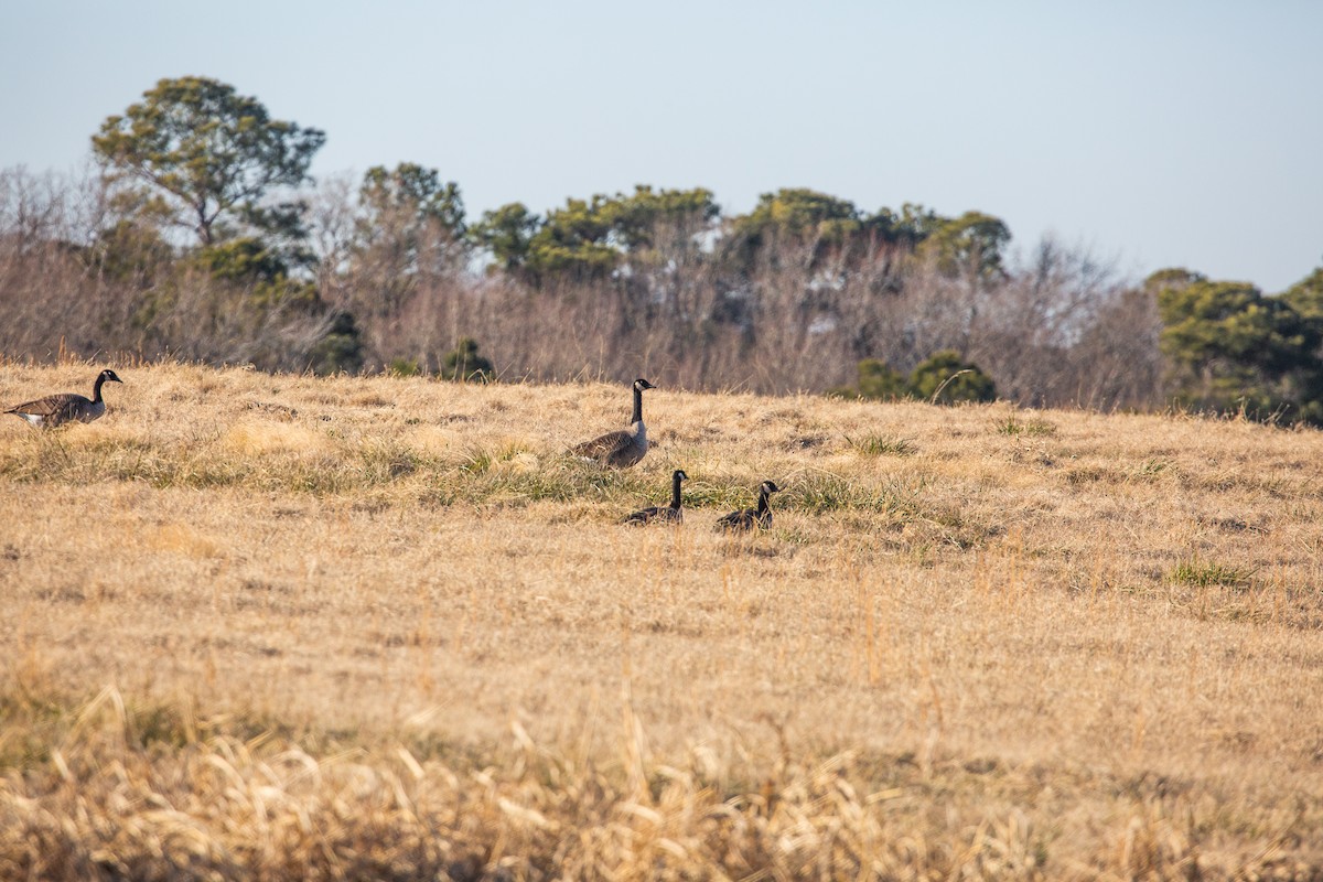 Cackling Goose - John Finn