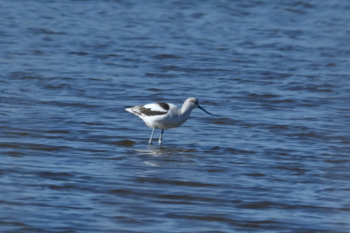 American Avocet - ML629113805