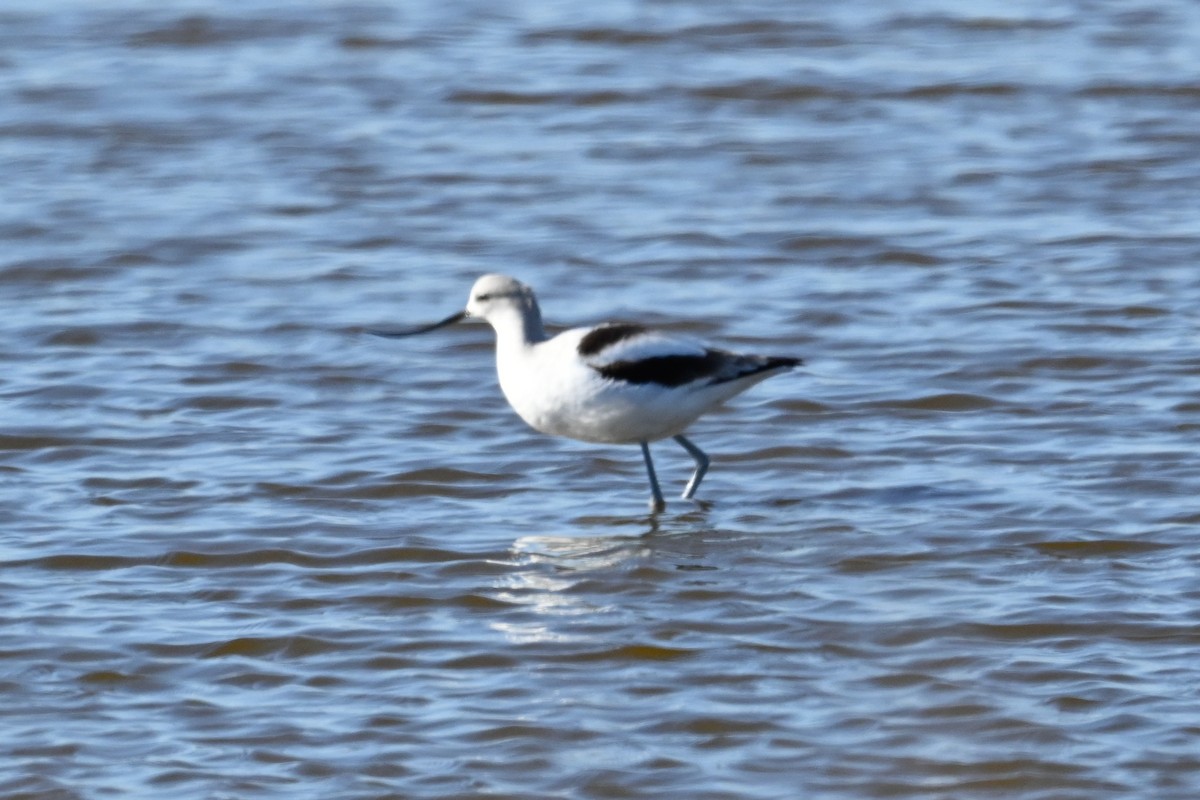 American Avocet - ML629113806