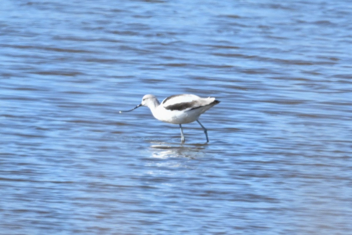 American Avocet - ML629113807