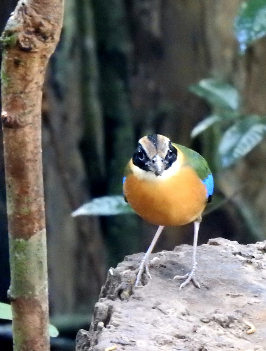 Blue-winged Pitta - ML629113808