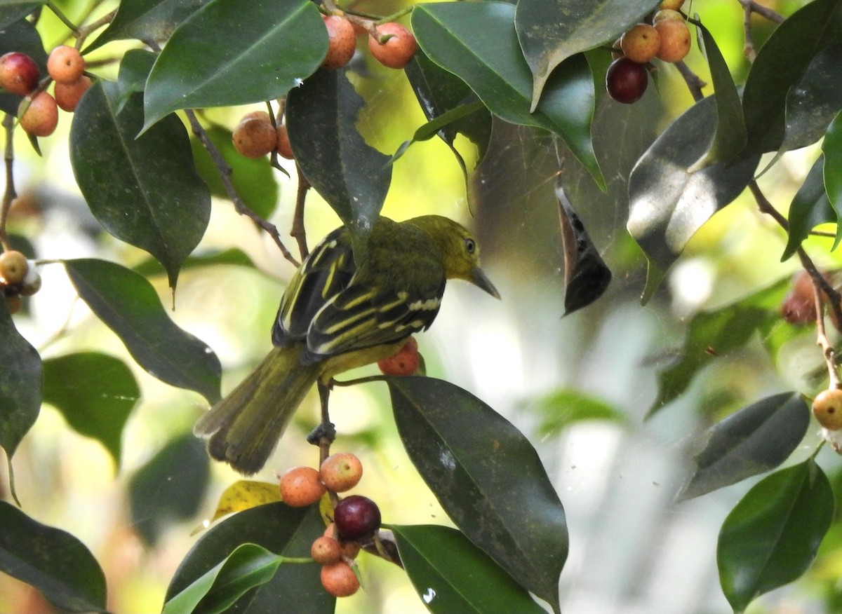 Common Iora - ML629113835