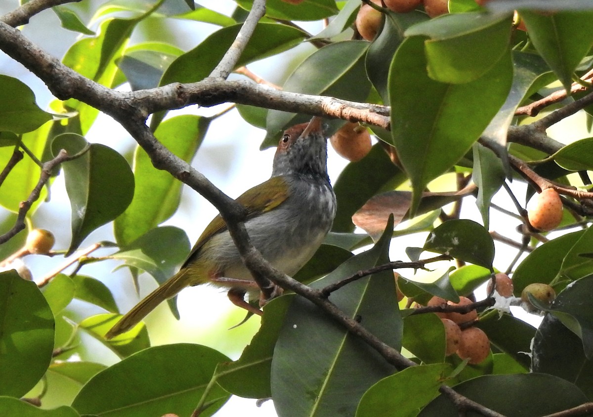 Dark-necked Tailorbird - ML629113845