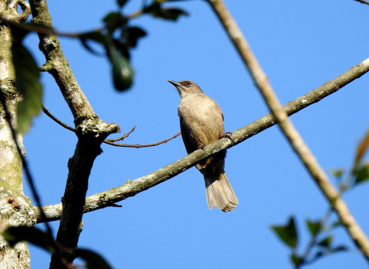 Olive-winged Bulbul - ML629113857