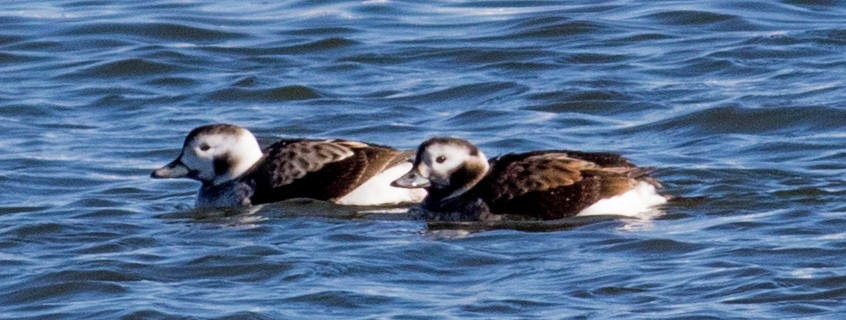 Long-tailed Duck - ML629113862