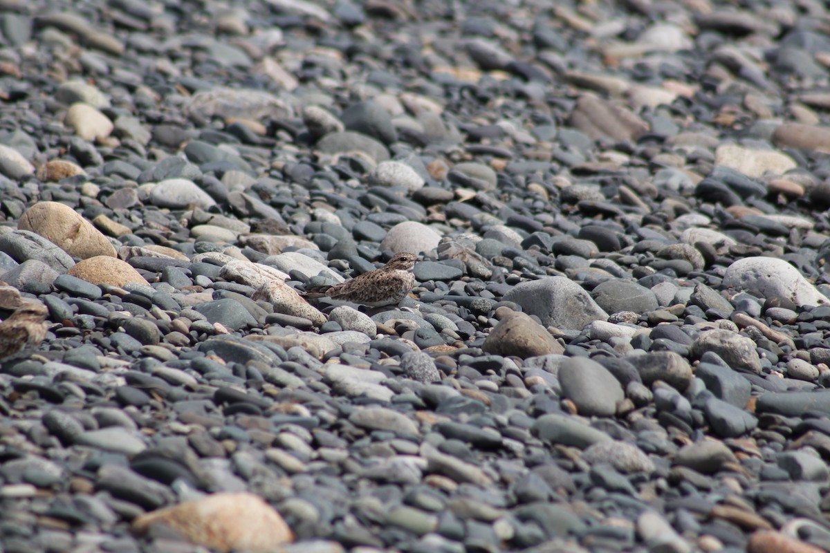 Sand-colored Nighthawk - ML629113868