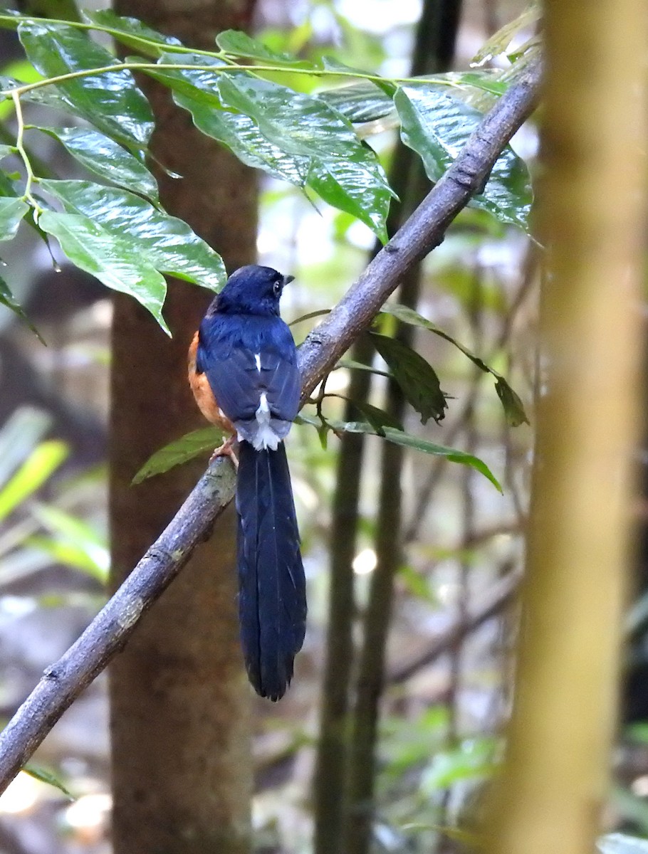 White-rumped Shama (White-rumped) - ML629113874