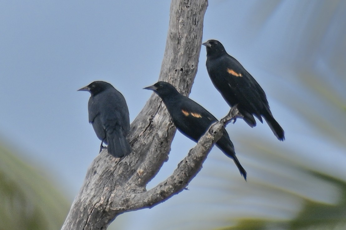 Tawny-shouldered Blackbird - ML629113875