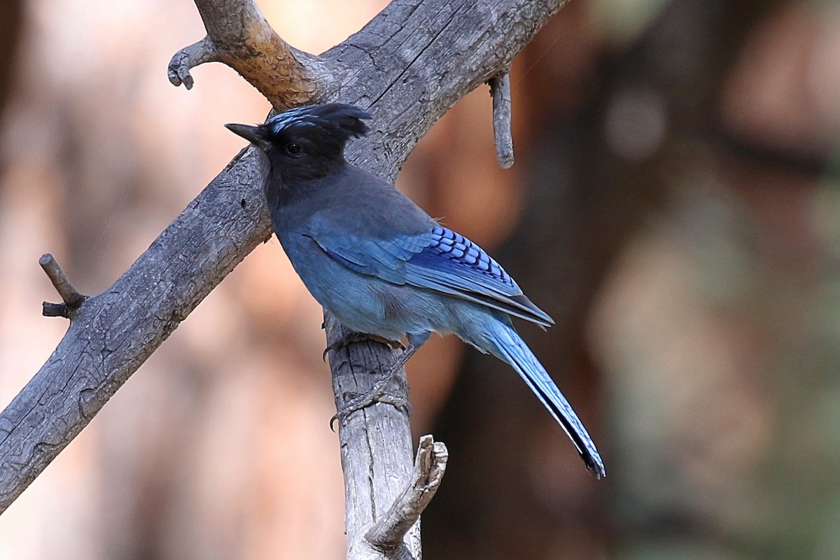 Steller's Jay (Coastal) - ML629113949