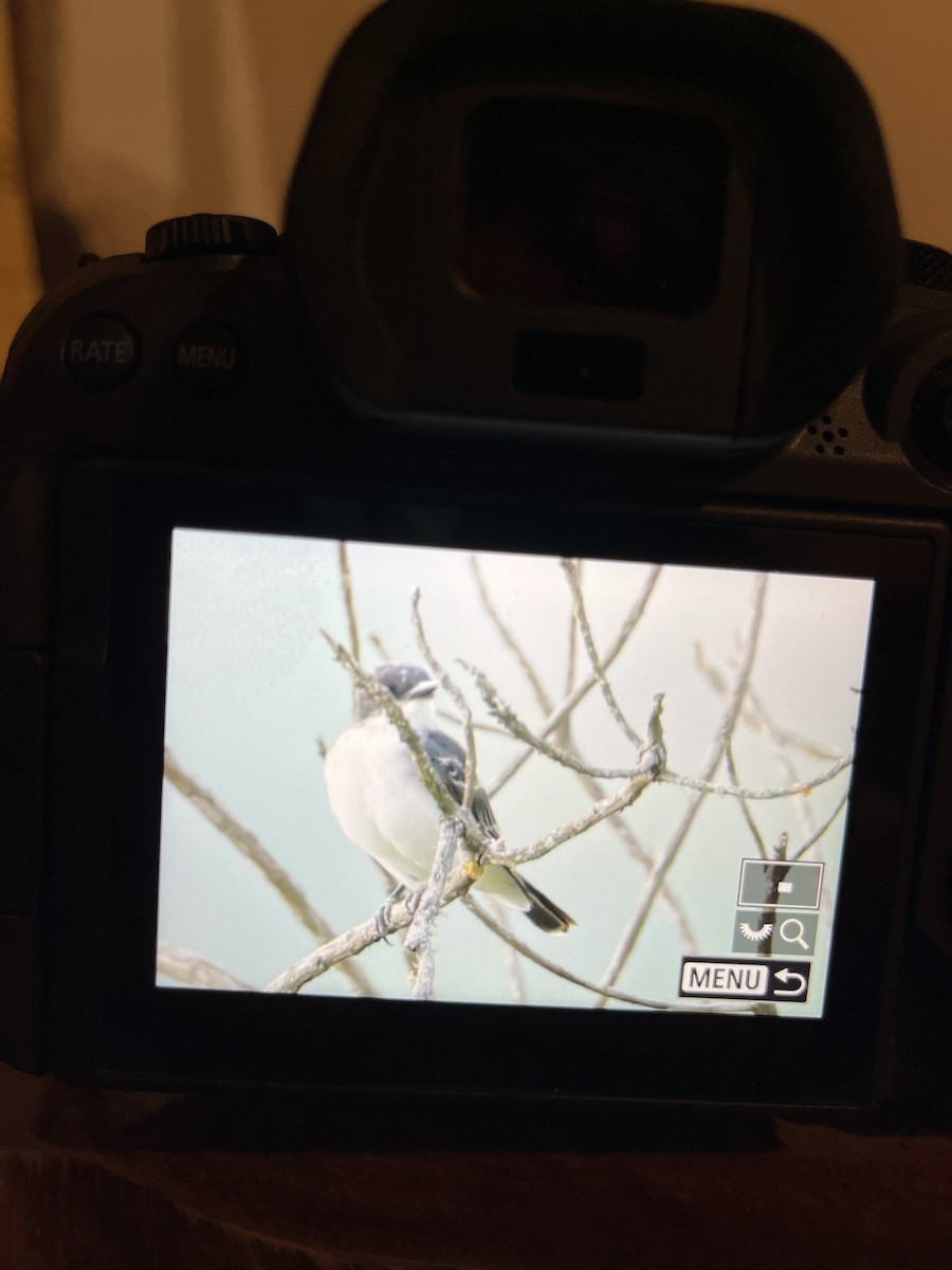 Eastern Kingbird - ML629113981