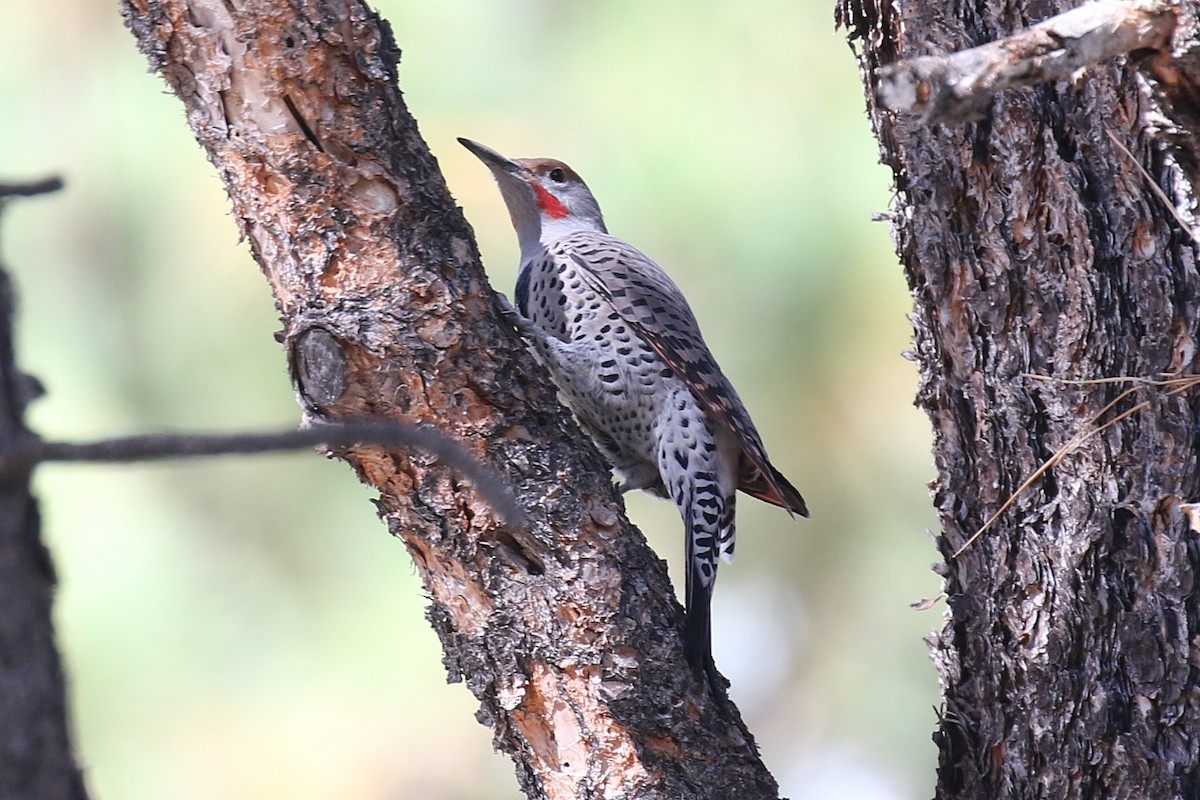 Northern Flicker (Red-shafted) - ML629113982