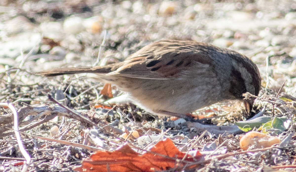 Swamp Sparrow - ML629114018