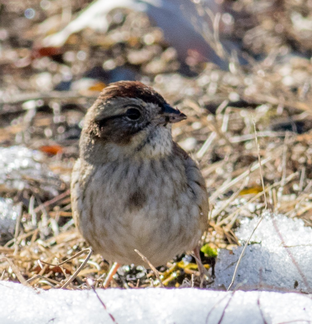 Swamp Sparrow - ML629114019