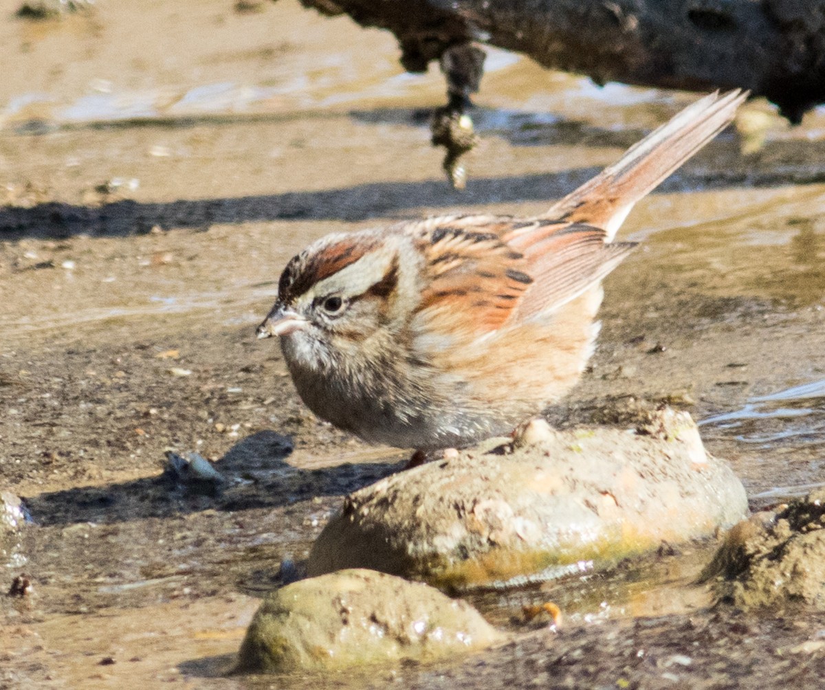 Swamp Sparrow - ML629114020