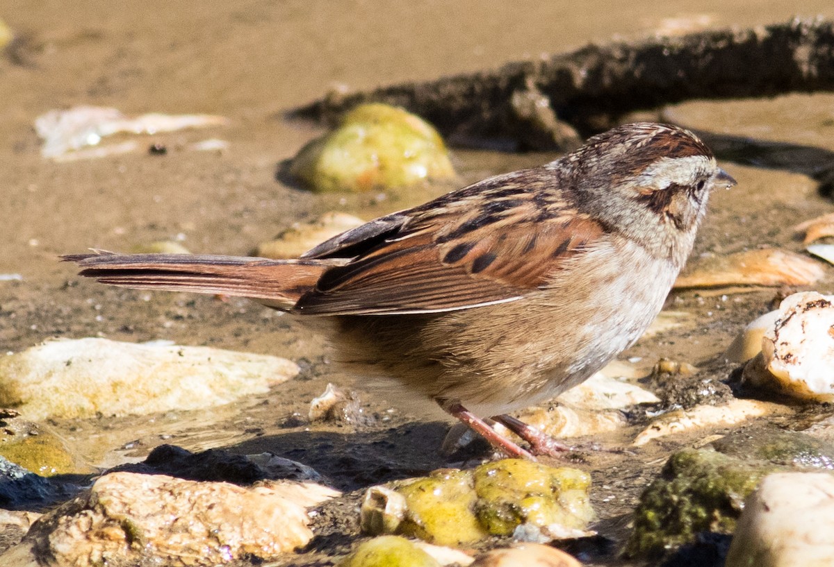 Swamp Sparrow - ML629114021