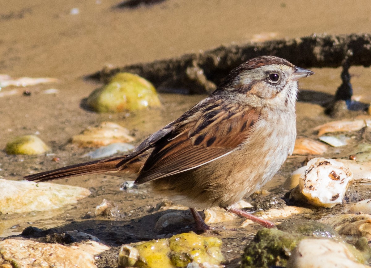 Swamp Sparrow - ML629114022