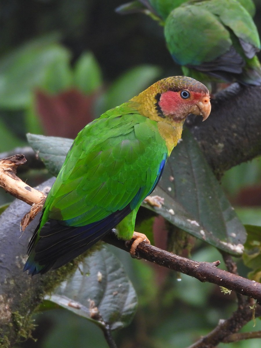 Rose-faced Parrot - ML629114048