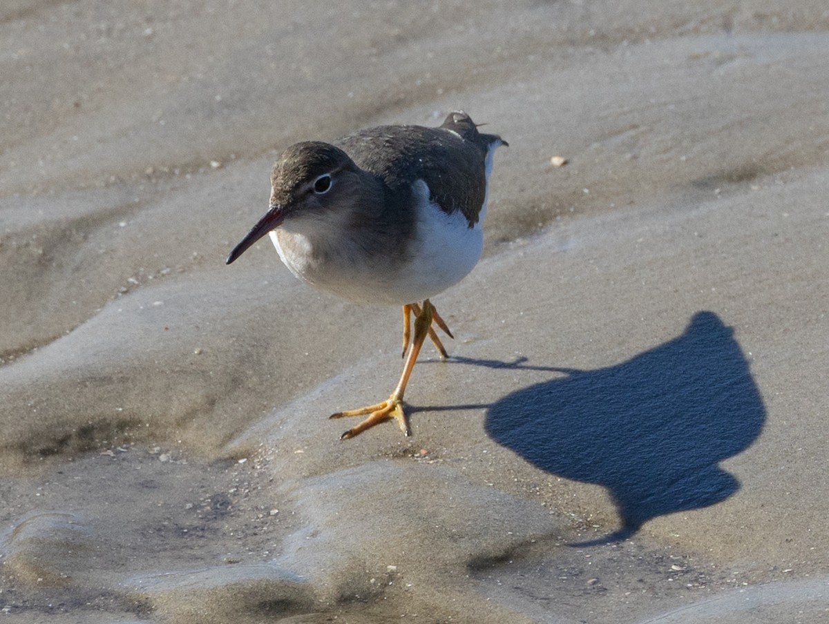 Spotted Sandpiper - ML629114051