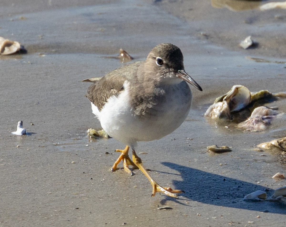 Spotted Sandpiper - ML629114052