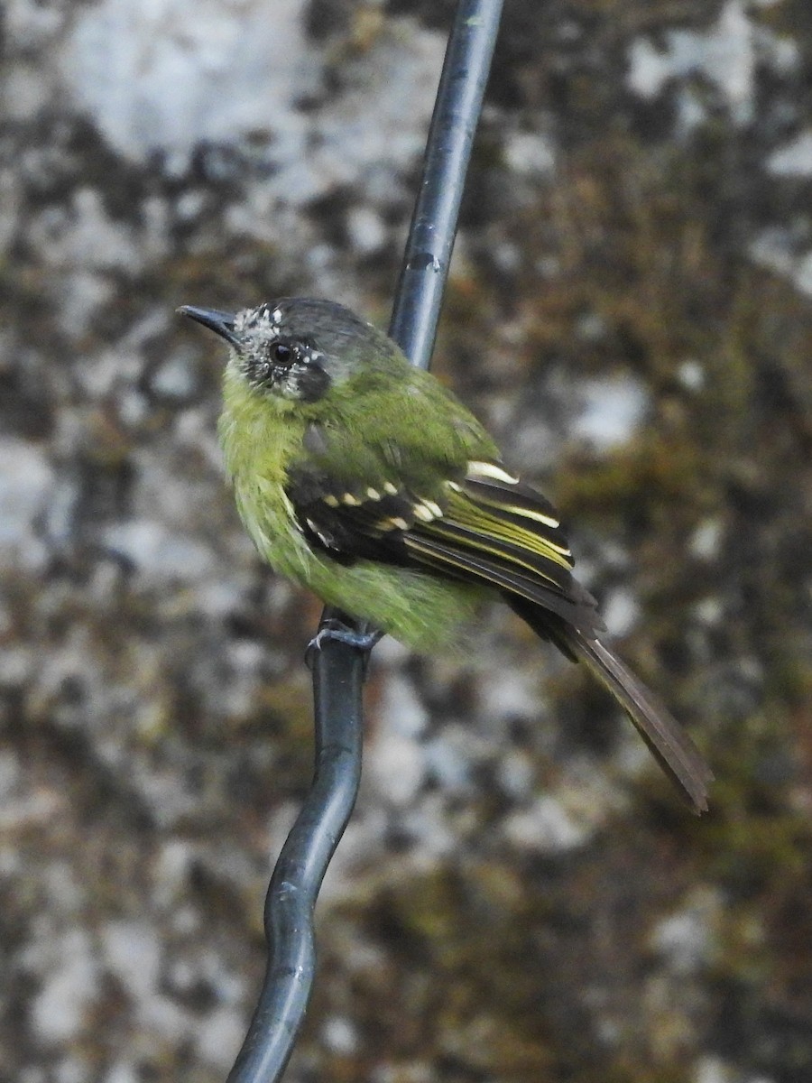 Slaty-capped Flycatcher - ML629114060