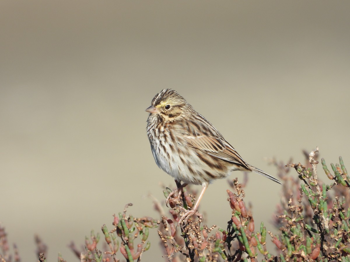 Savannah Sparrow - ML629114079