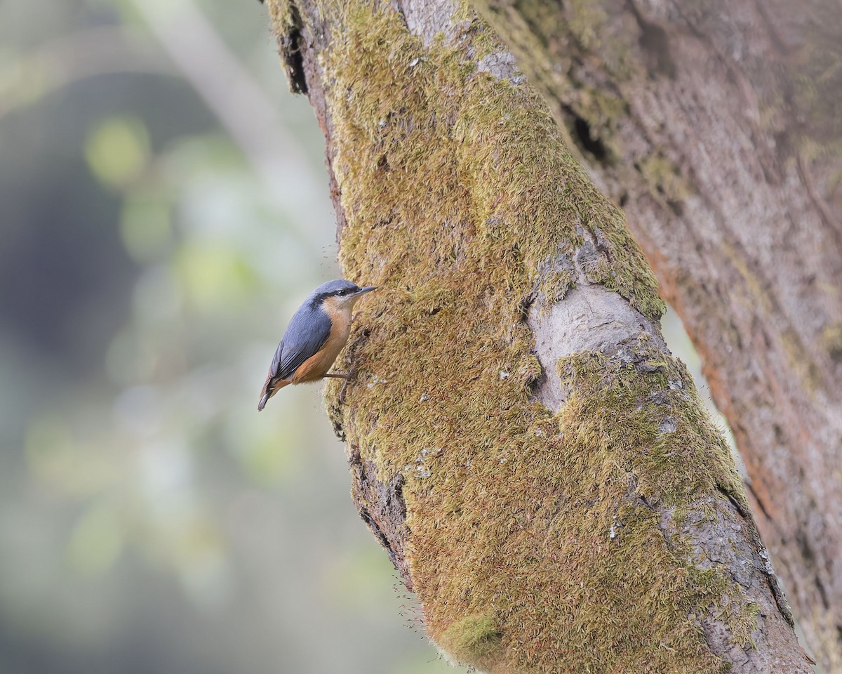 White-tailed Nuthatch - ML629114092