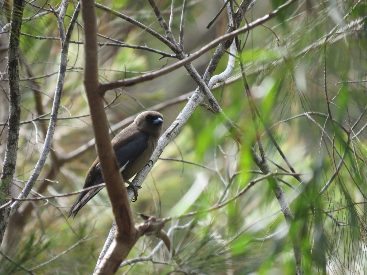 Dusky Woodswallow - ML629114124