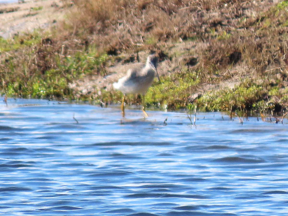 Greater Yellowlegs - ML629114126