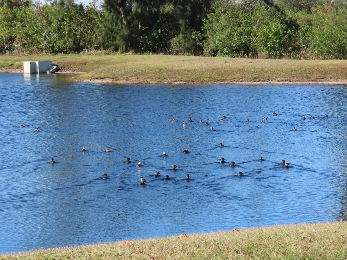 Hooded Merganser - ML629114135