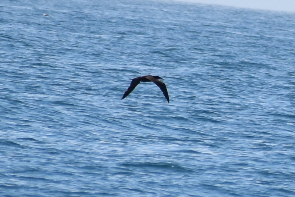 Brown Booby - ML629114220