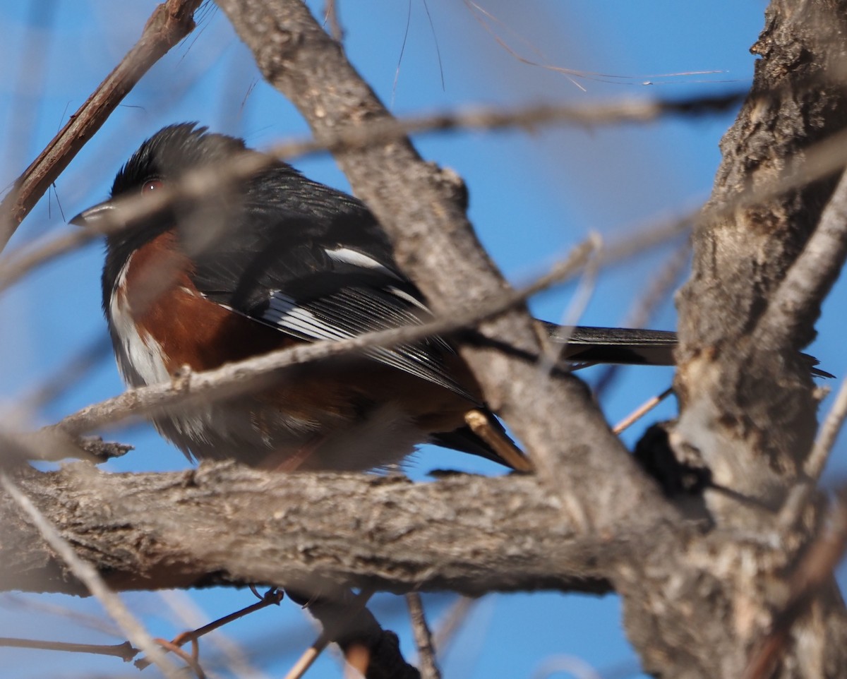 Eastern Towhee - ML629114222