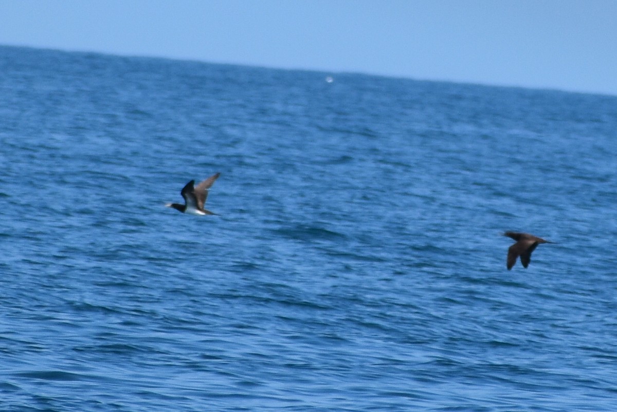 Brown Booby - ML629114233