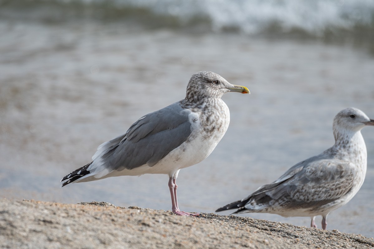 Vega Gull - ML629114318