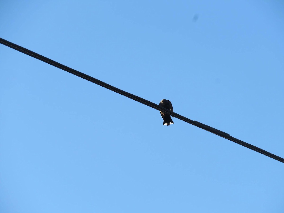 Dusky Woodswallow - ML629114371