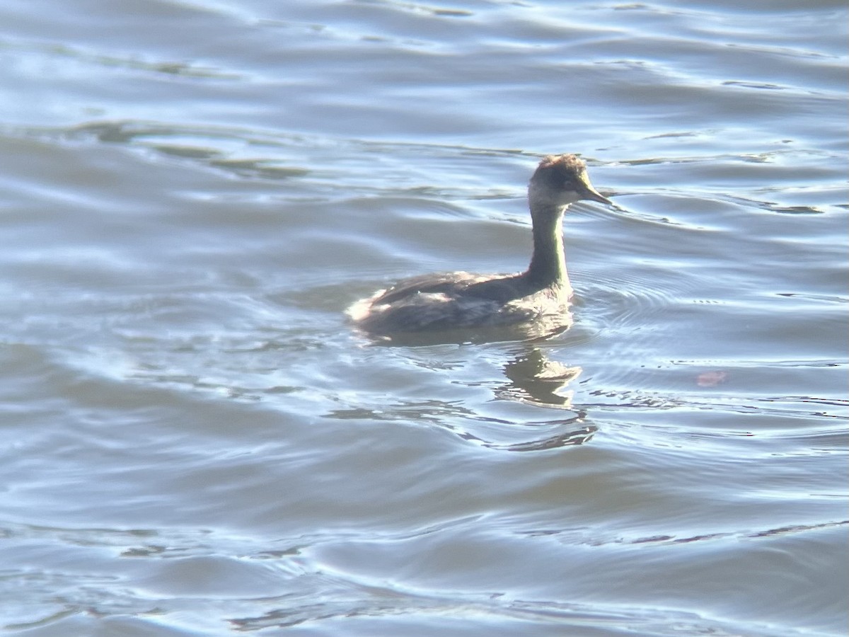 Eared Grebe - ML629114389