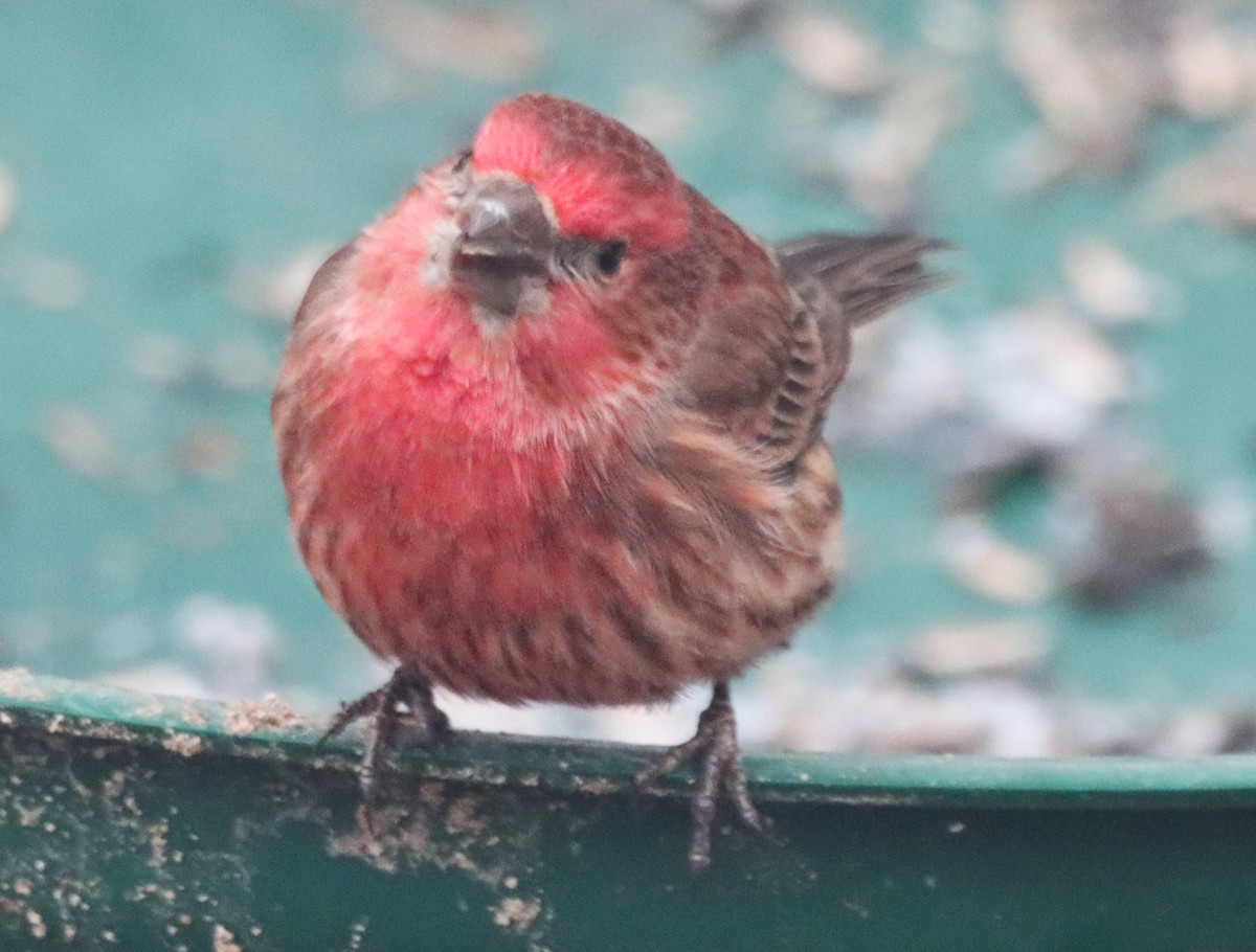 House Finch - ML629114402