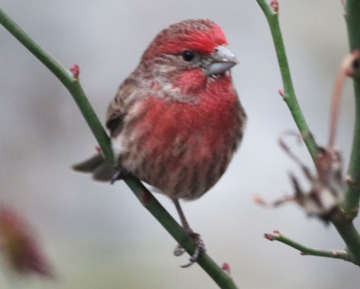 House Finch - ML629114403