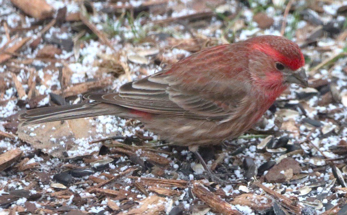 House Finch - ML629114404