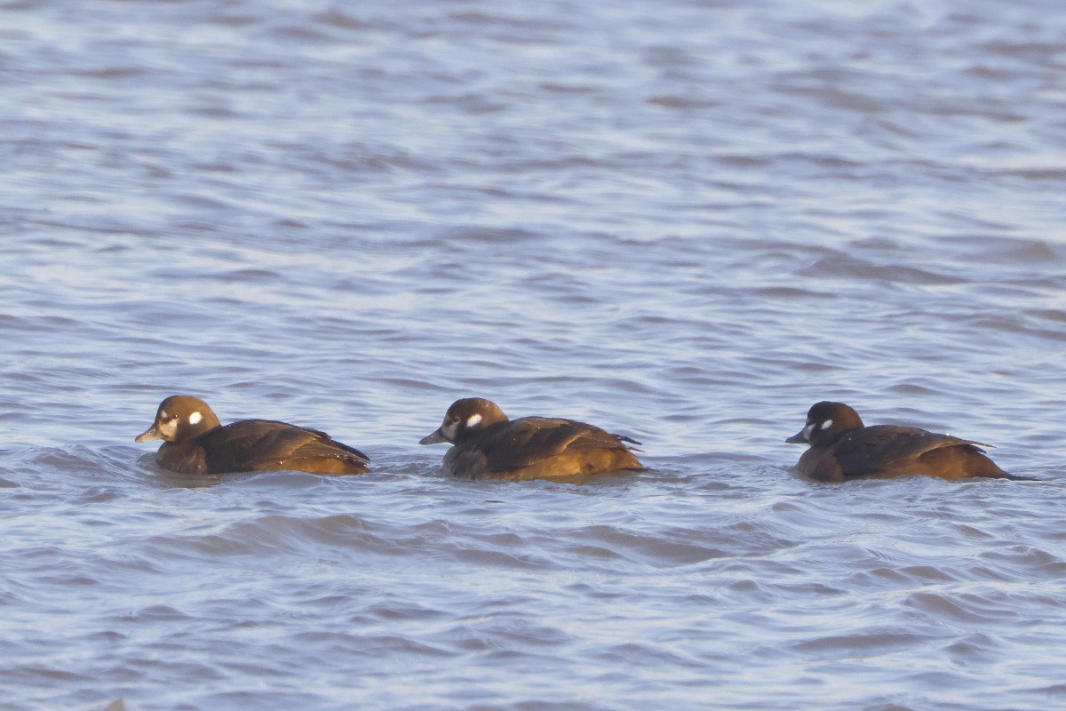 Harlequin Duck - ML629114411