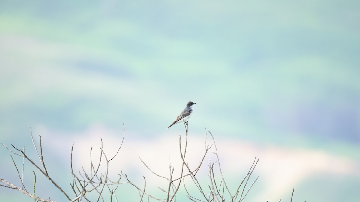 Eastern Kingbird - ML629114430