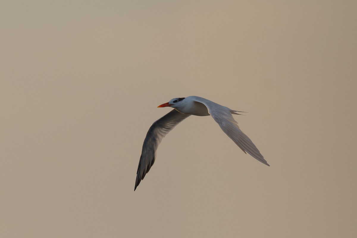 Royal Tern - ML629114433