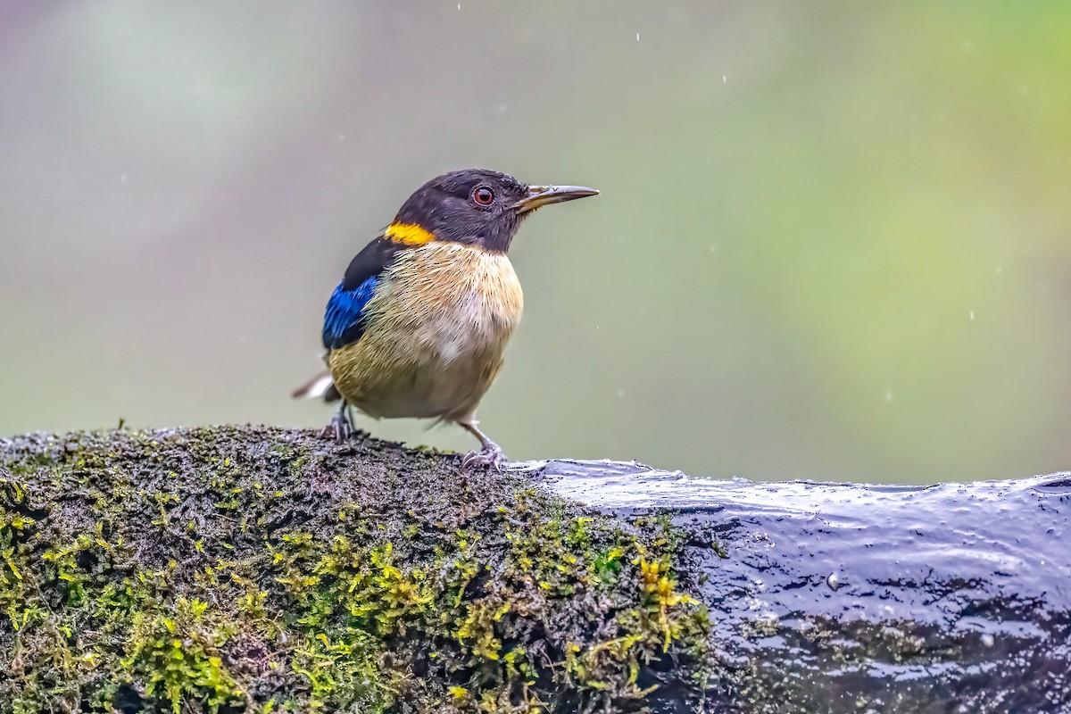 Golden-collared Honeycreeper - ML629114436