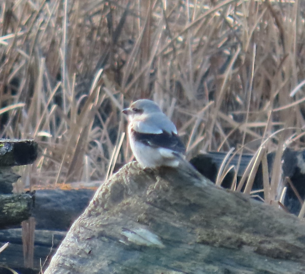 Northern Shrike - ML629114450