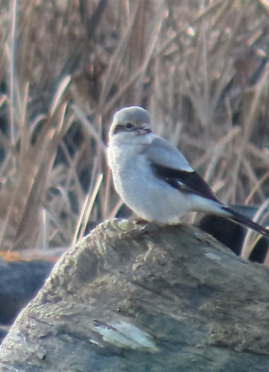 Northern Shrike - ML629114462