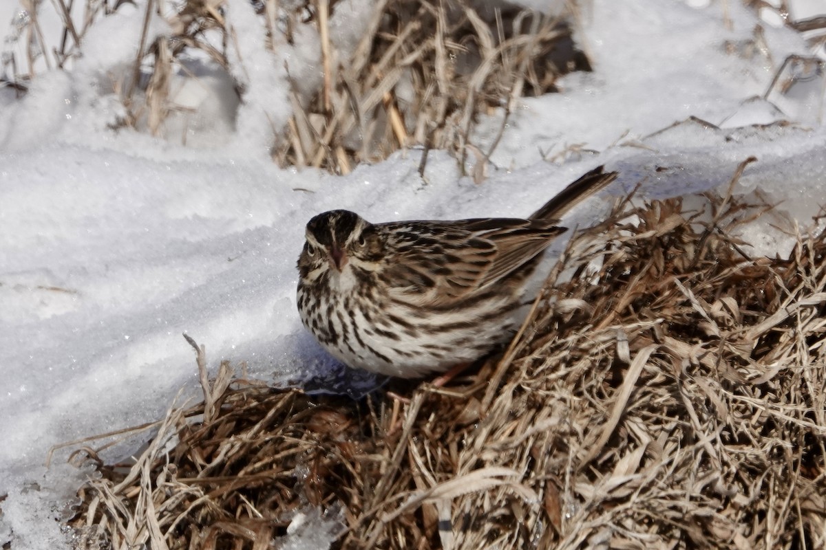 Savannah Sparrow - ML629114569