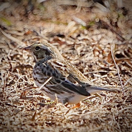 Savannah Sparrow - ML629114616