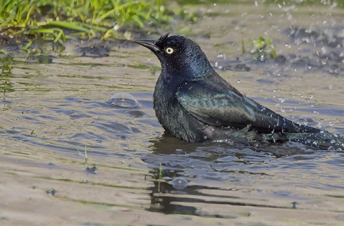 Brewer's Blackbird - ML629114702