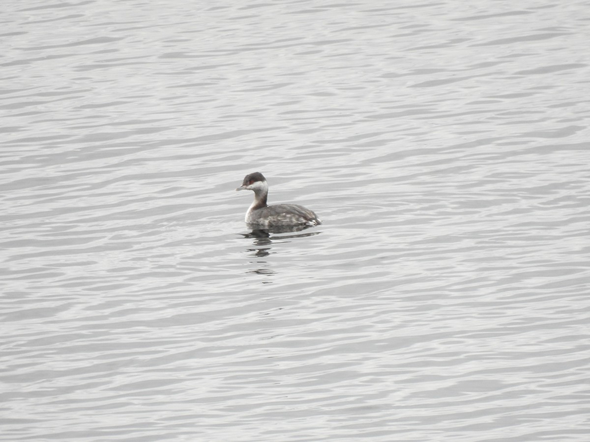 Horned Grebe - ML629114754